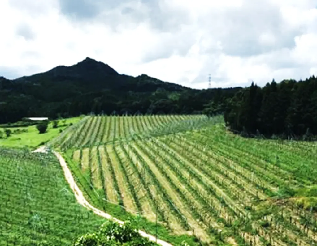 PE投資 - アジア・パシフィック・ランド・（ジャパン）・リミテッド